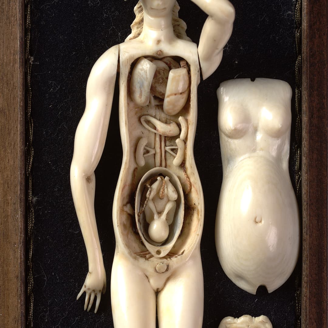 A white medical figurine on a dark background, with layers of the torso are disassembled to reveal the organs.