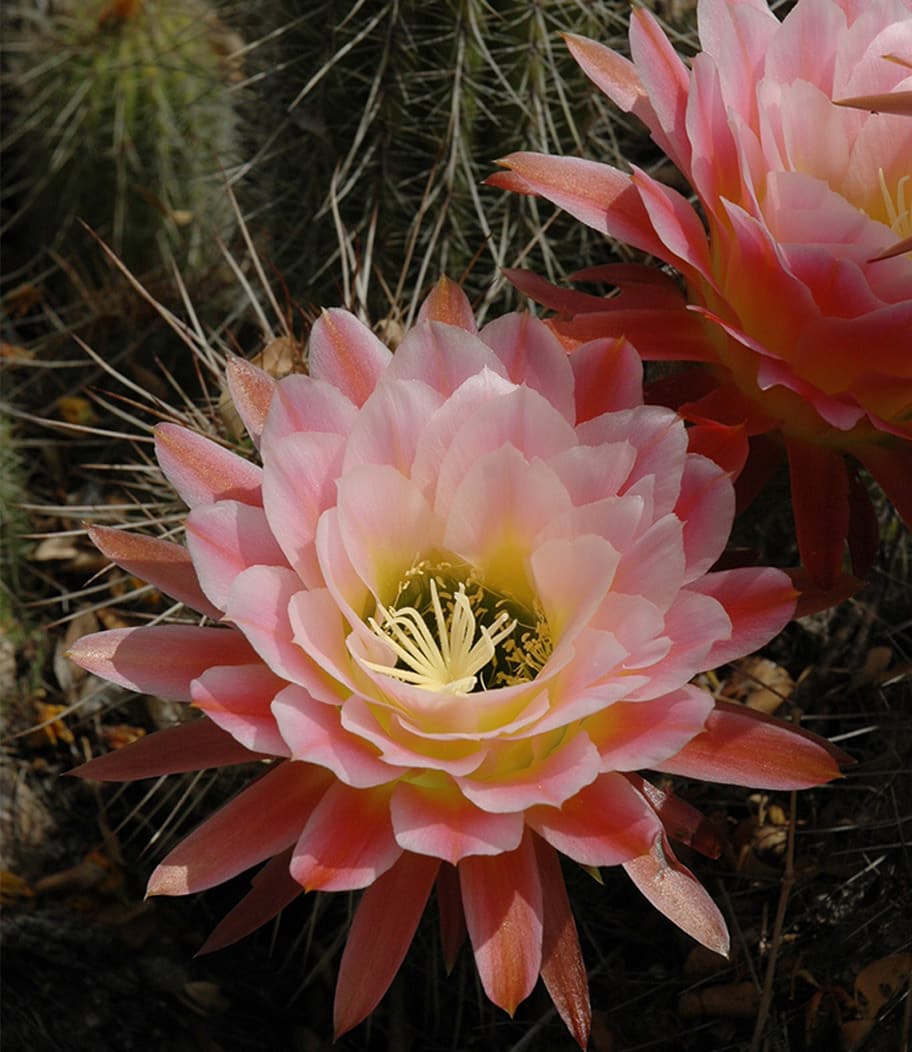 Echinopsis 'April Dawn'