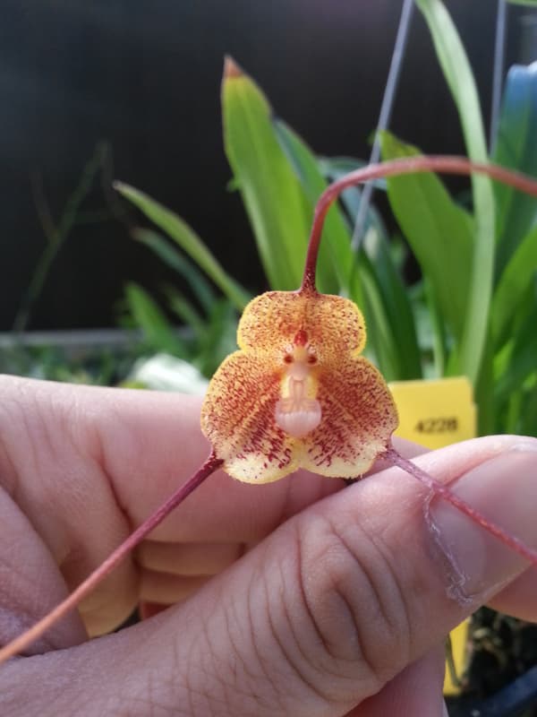Dracula orchid