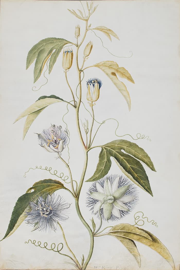 Watercolor of Granadilla Foliis Trilobatis from 1763