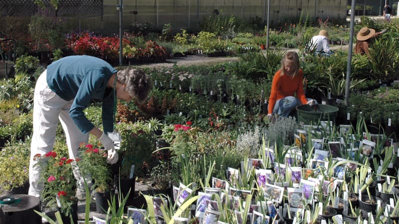 Volunteers preparing for last year’s fall plant sale.