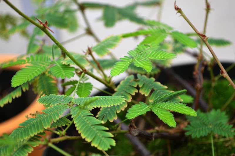 Mimosa pudica