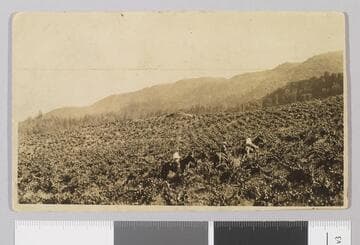 Jack London Ranch, vineyards