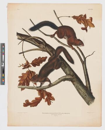 Sciurus mollipilosus, aud. and bach. Soft-haired squirrel