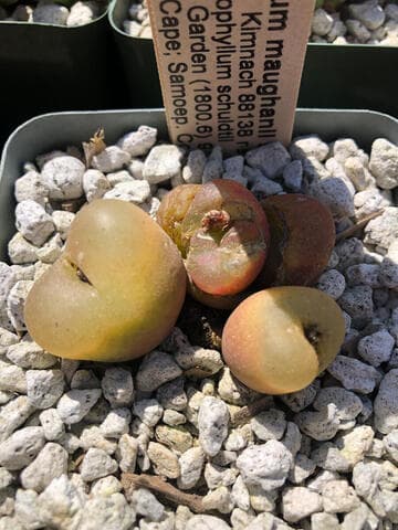 Conophytum maughanii ssp. maughanii