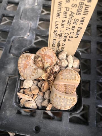 Lithops julii ssp. fulleri