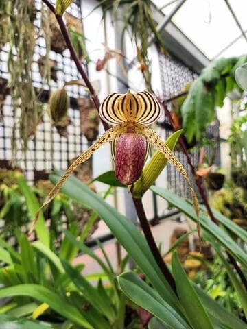 Paphiopedilum Taiwan 'Huntington's Pride' AM/AOS