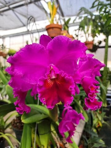 x Rhyncholaeliocattleya Memoria Isabel Keenan