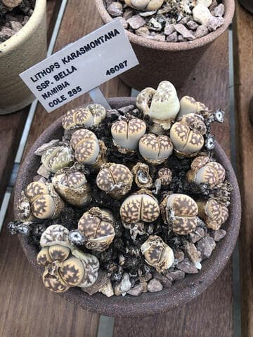 Lithops karasmontana ssp. bella