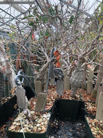 Operculicarya pachypus