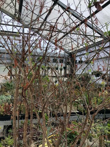 Operculicarya hirsutissima