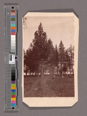 Larch Grove, Tallac House, Lake Tahoe