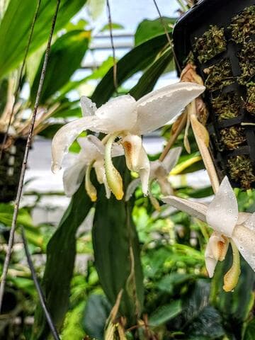 Stanhopea candida