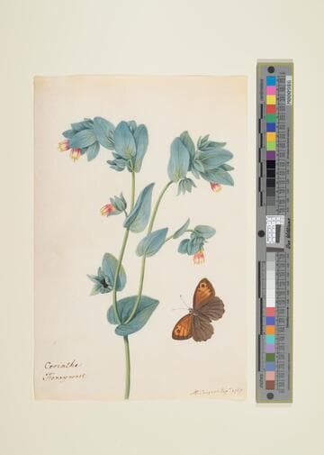 Honeywort with a Butterfly