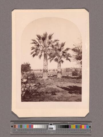 Palm trees, San Gabriel