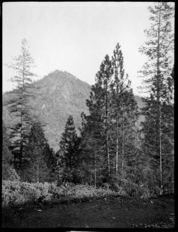 Large pine trees in view of a mountain