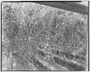 N1 - Nurseries & Soil Heating - Nursery at Montebello