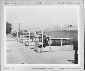 P2 - Poultry - H. H. Garman's Valley View Hatchery