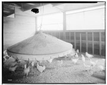 P2 - Poultry - Electric brooder at "Mr. Sorensen's" ranch