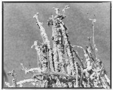 I1 - Insectary - Santa Paula