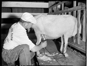 Chevonshire Farm (goats), Norwalk