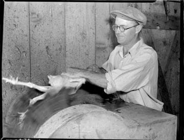 Mr. Freeman and chicken picking machine