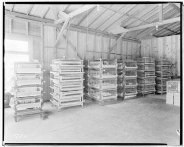 P2 - Poultry - Katella Hatchery