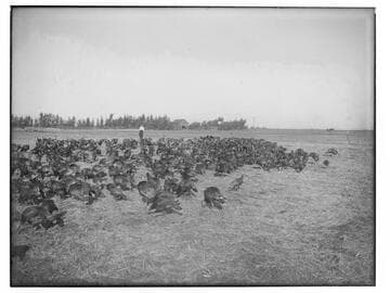 Rafter of turkeys, Merced Falls, Merced County