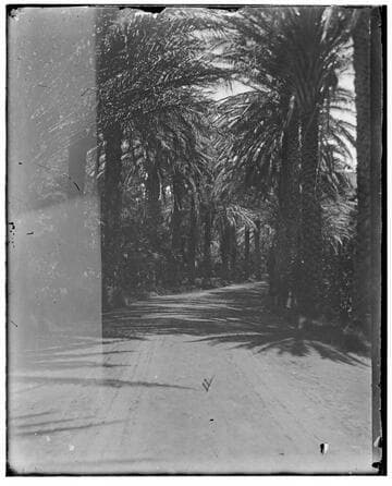 Palm-lined dirt road