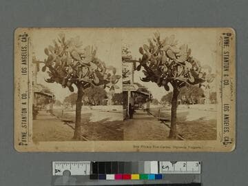 Prickly pear cactus. [Opuncia Vulgaris]