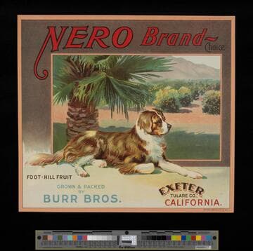 Nero Brand