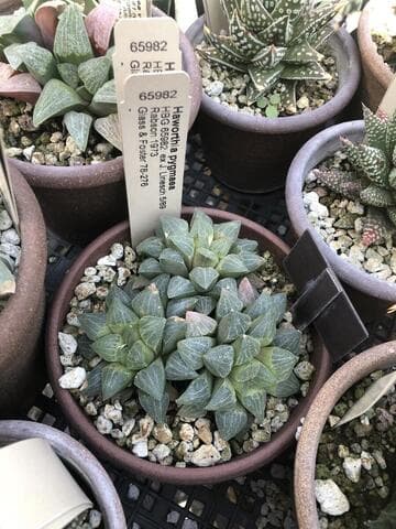 Haworthia pygmaea