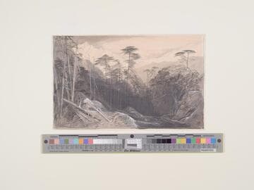 Corsica, Forest of Sorba