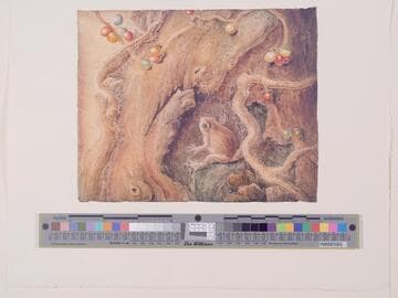 Toad in a Tree Trunk