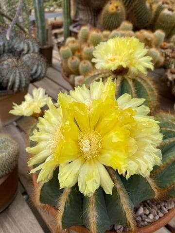 Parodia magnifica