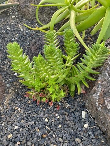 Crassula capitella ssp. thyrsiflora