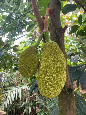 Artocarpus heterophyllus