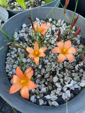 Romulea namaquensis