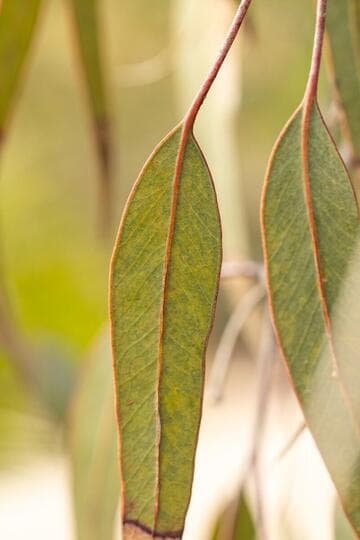 Eucalyptus caesia ssp. magna