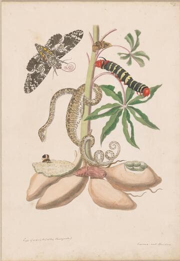 Cassava Root with Garden Tree Boa, Sphinx Moth, and Treehopper