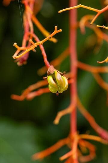 Brachychiton acerifolius