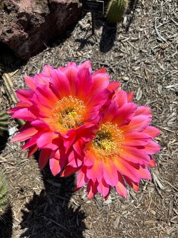 Echinopsis 'Flying Saucer'