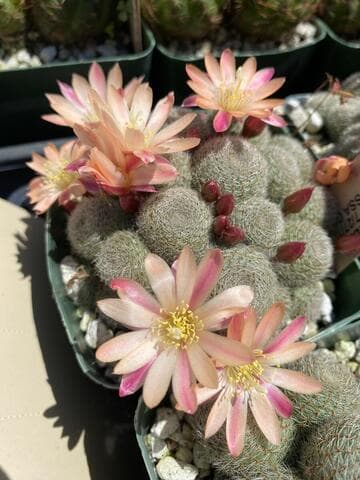 Rebutia 'Peach Melba'