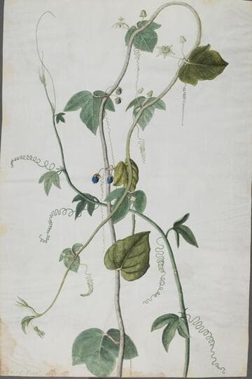 Franadilla Flore and Fructia Minore