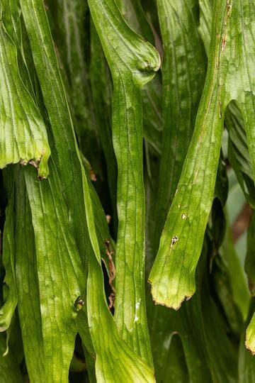 Platycerium superbum