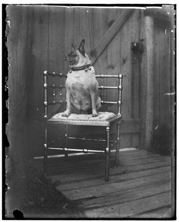 Dog on a chair