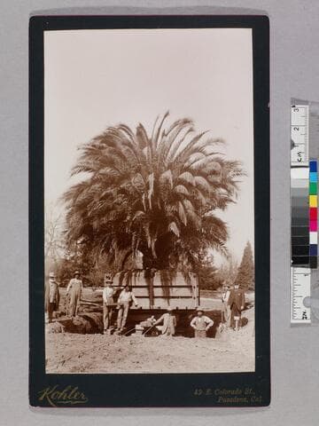 Transplanting palm at Carmelita