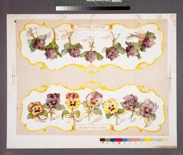 Johnny-jump-ups. ; Madcap violets