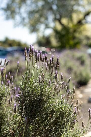 Lavandula dentata