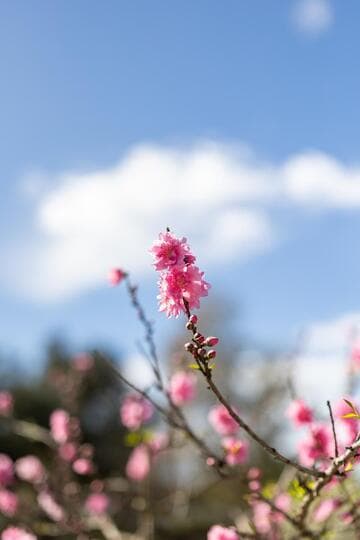 Prunus persica 'Early Pink'
